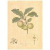 Flax Art Poster | Encyclopedia Apple B | FWP-AP-EN6B